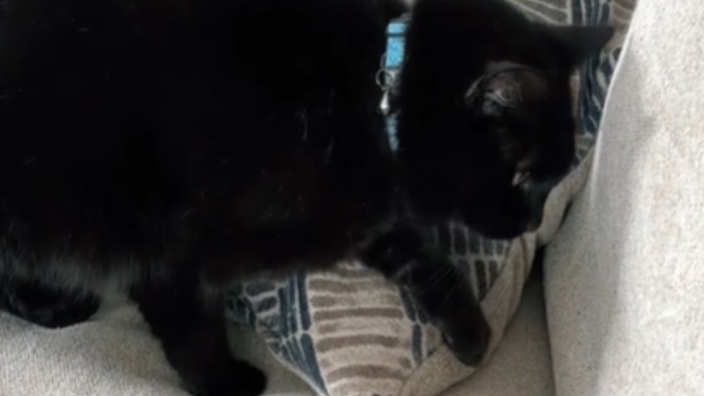 Side-view of a black cat walking carefully next to a pillow on a couch. One front paw is raised as he moves forward