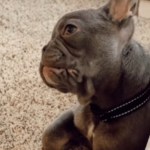 Close up of a Frenchie puppy. He tilts his head, concentrating closely to something as he rests on a carpeted floor.