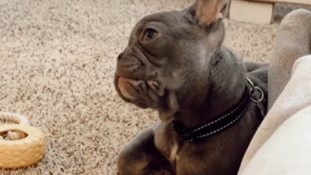 Close up of a Frenchie puppy. He tilts his head, concentrating closely to something as he rests on a carpeted floor.