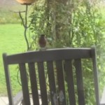 View of a backyard through a window. A chair is just outside and against the window. A small bird rests on the chair