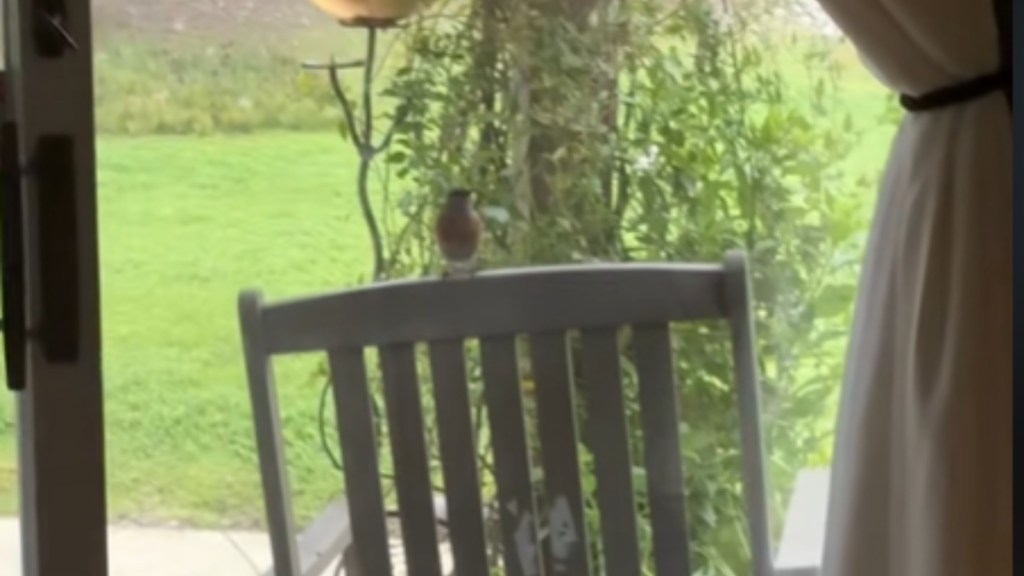 View of a backyard through a window. A chair is just outside and against the window. A small bird rests on the chair