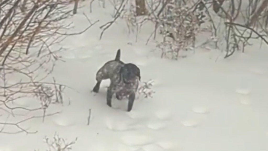 a german pointer standing in the snow