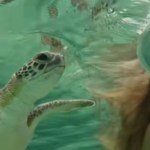 Close up of a woman snorkeling next to a green sea turtle who is slowly approaching her