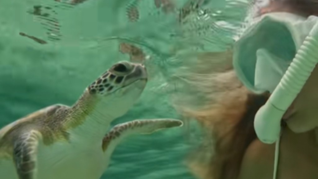 Close up of a woman snorkeling next to a green sea turtle who is slowly approaching her