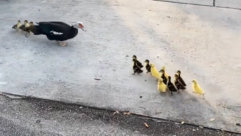 A group of ducklings approaches a mama duck and a couple of ducklings on a sidewalk