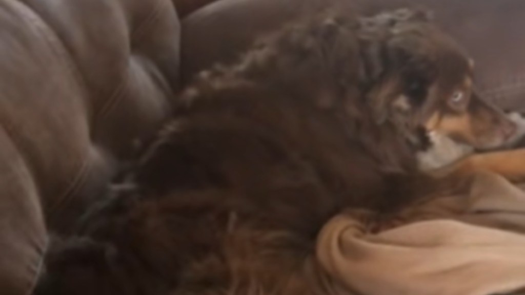 A brown Australian Shepherd lays on the couch, facing away from the camera. She's looking over out of the corner of her eye