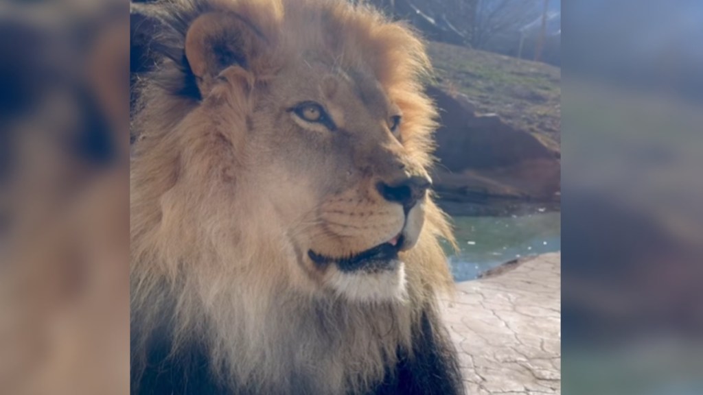 Close up of a lion resting outside in the sun. He looks off into the distance