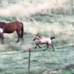 View from a distance of a little horse running around in a field. Nearby are two adult horse who are starting to pay attention to the foal.