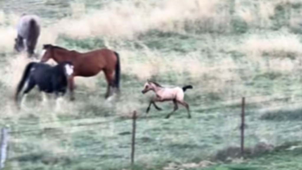 View from a distance of a little horse running around in a field. Nearby are two adult horse who are starting to pay attention to the foal.