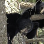 Two small bears rest in high in the trees