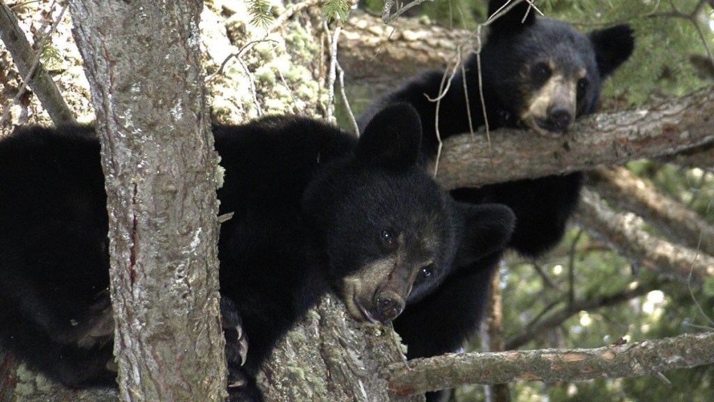 Two small bears rest in high in the trees